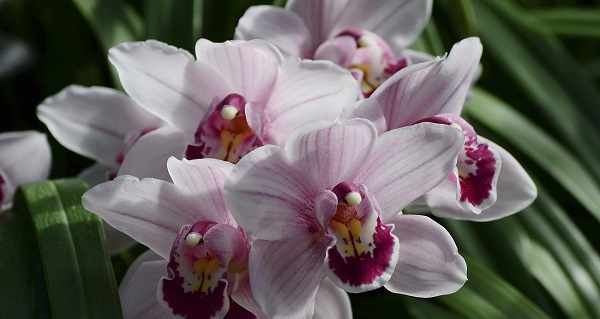 орхидея цимбидиум фото