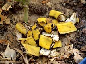удобрения из банановой кожуры отзывы