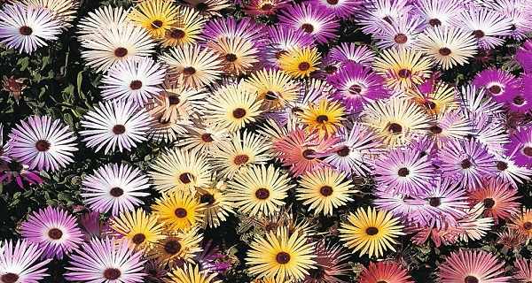цветы мезембриантемум сорта с фото