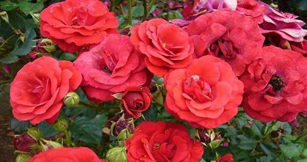 роза флорибунда сорта с фото и названиями
