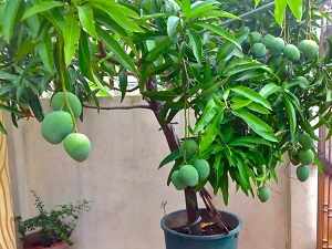 можно ли вырастить манго из косточки