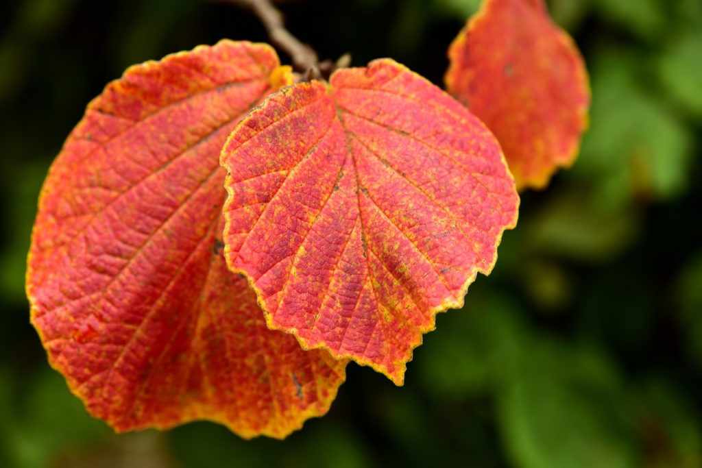 Листья орешника осенью