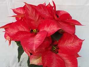 цветок пуансеттия красная