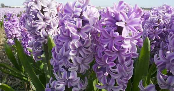 цветы гиацинты