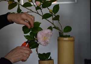 камелия цветок фото комнатное растение