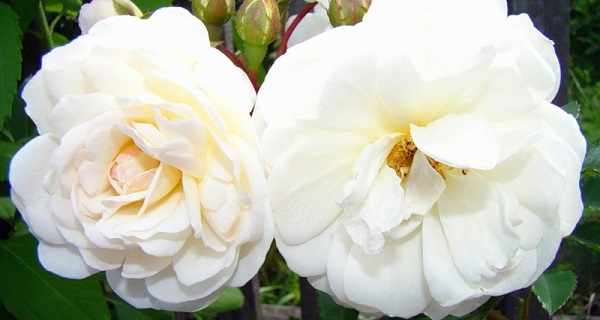 роза флорибунда описание