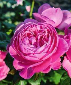 ароматные и душистые сорта роз