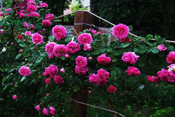 ароматные сорта роз