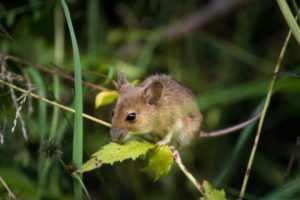 защита растений от мышей