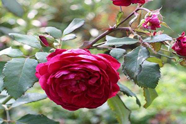 плетистые розы сорта