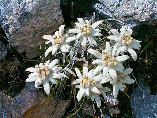 растения для альпийской горки эдельвейс
