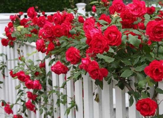 удобрения для роз для длительного цветения