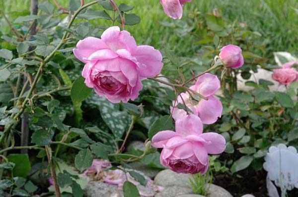 чайно-гибридная роза сорта