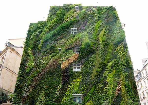 вертикальное озеленение в ландшафтном дизайне