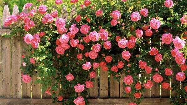 как посадить плетистую розу