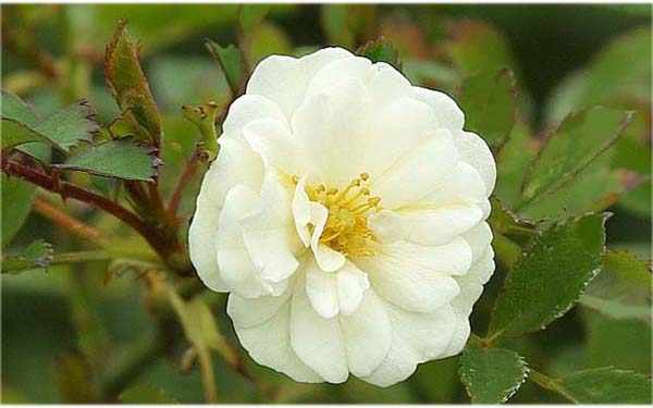 роза морщинистая альба