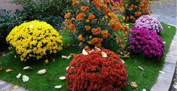 хризантемы садовые посадка