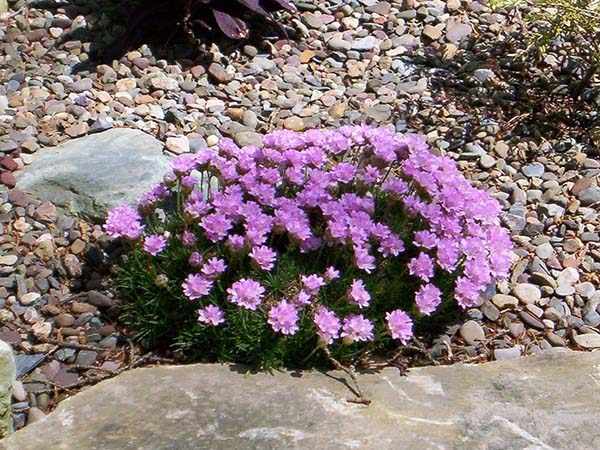 растения для альпийской горки цветущие все лето