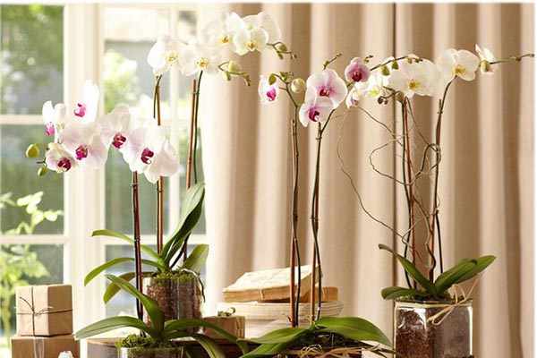 интересное о цветах - орхидея