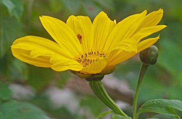 титония цветок желтый фонарь