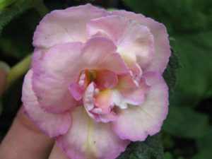 ахименес Yellow English Rose