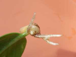 цветок кротон размножение