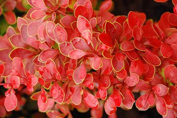 кустарники с красными листьями барбарис